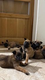 Cuccioli belga Malinois