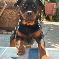 Rottweiler disponibile per monte
