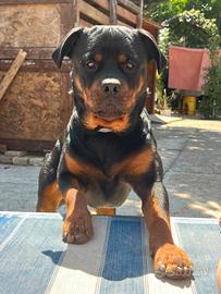 Rottweiler disponibile per monte