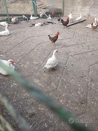 anatre mute e gallinelle