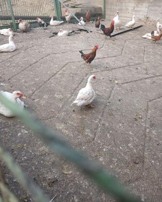 anatre mute e gallinelle