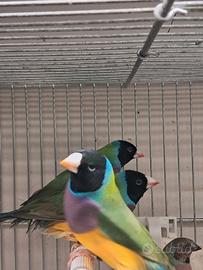 Esotici-Diamanti di gould