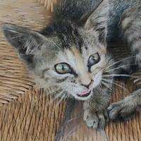 Gatto 2 mesi