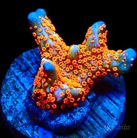 Corallo Montipora Bubblegum