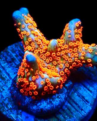 Corallo Montipora Bubblegum