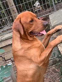 Labrador per monta