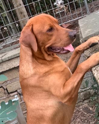 Labrador per monta