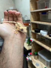 Geco ciliatus