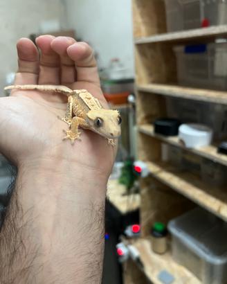 Geco ciliatus