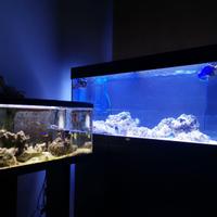 Acquario juwel rio 180