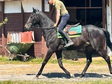 Cavallo