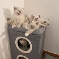 Ragdoll cuccioli