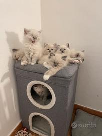 Ragdoll cuccioli