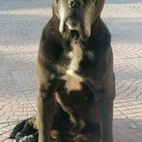 Cane Corso disponibile per monte