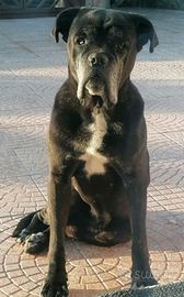 Cane Corso disponibile per monte