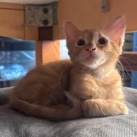 2 gattini da adottare