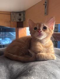 2 gattini da adottare