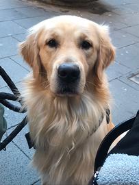 Golden retriver