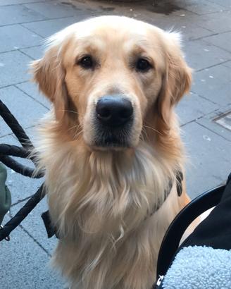 Golden retriver