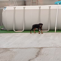 Cucciola di rottweiler