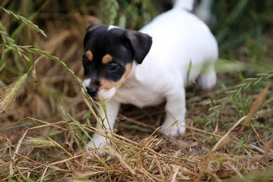 Cuccioli Jack Russell