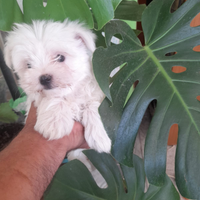 Maltese toy