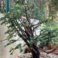 Tasso baccata pre bonsai