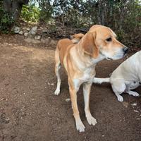 Cane affettuoso vuole nuova sistemazione