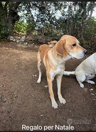 Cane affettuoso vuole nuova sistemazione