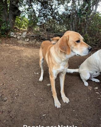 Cane affettuoso vuole nuova sistemazione