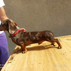 Bassotto arlecchino kaninchen per monta