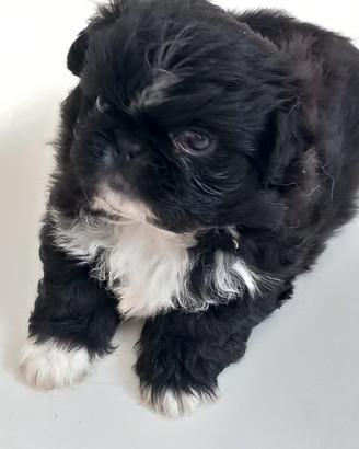 Cucciole PECHINESI
