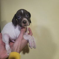 Cuccioli di Pointer inglese