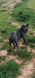 Cuccioli di cane corso grigi