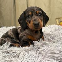 Bassotto arlecchino maschio