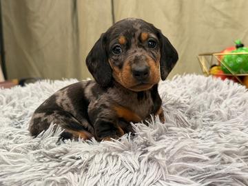 Bassotto arlecchino maschio