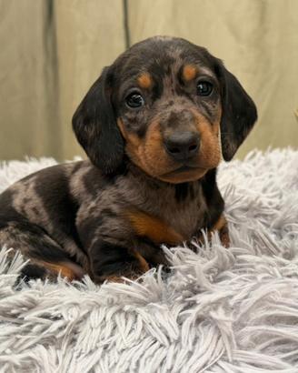 Bassotto arlecchino maschio