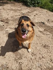 Cane simil pastore tedesco 10 anni