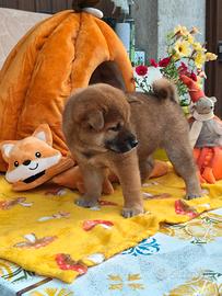 Shiba inu cuccioli con pedigree ENCI FCI