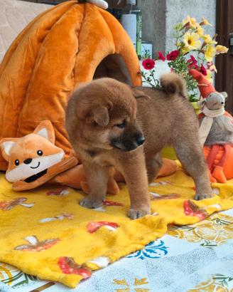 Shiba inu cuccioli con pedigree ENCI FCI