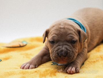 Cuccioli disponibili