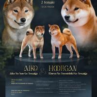 Disponibili cuccioli shiba inu