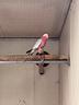 cacatua-ed-altri-pappagalli