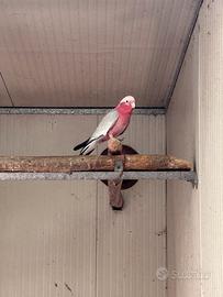 Cacatua ed altri pappagalli
