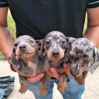 Bassotto arlecchino silver cuccioli