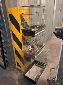 Gabbie per pappagalli