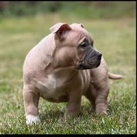 American Bully Pocket
