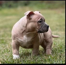 American Bully Pocket