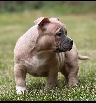 American Bully Pocket