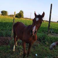 Cavallo arabo